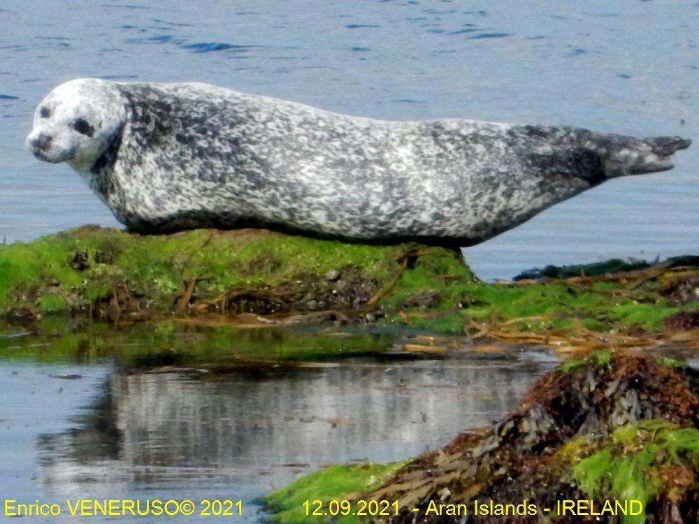 18 - Foca a riposo - Seal at rest.jpg